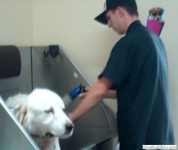 Staff bathing a dog