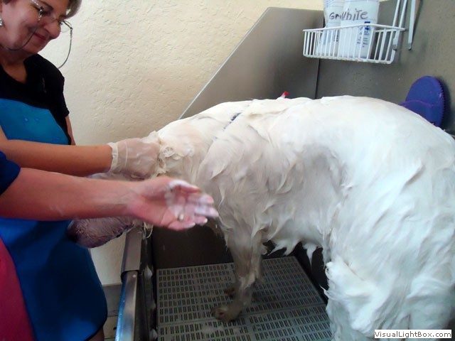 Washing a fluffy white dog