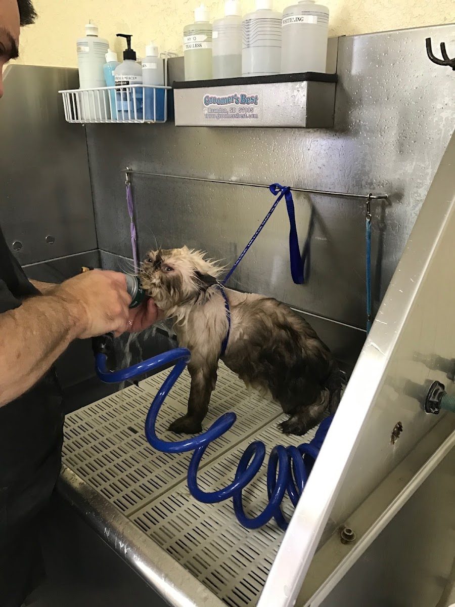 Dog in a self-wash tub