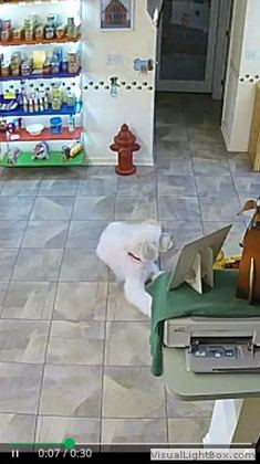 The Dog House of Belleview
